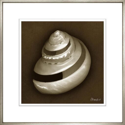 Sephia Shells - Image 10