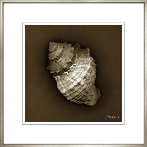 Sephia Shells - Image 5