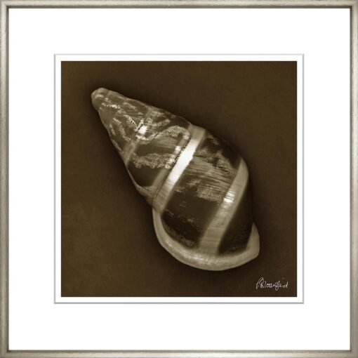 Sephia Shells - Image 3