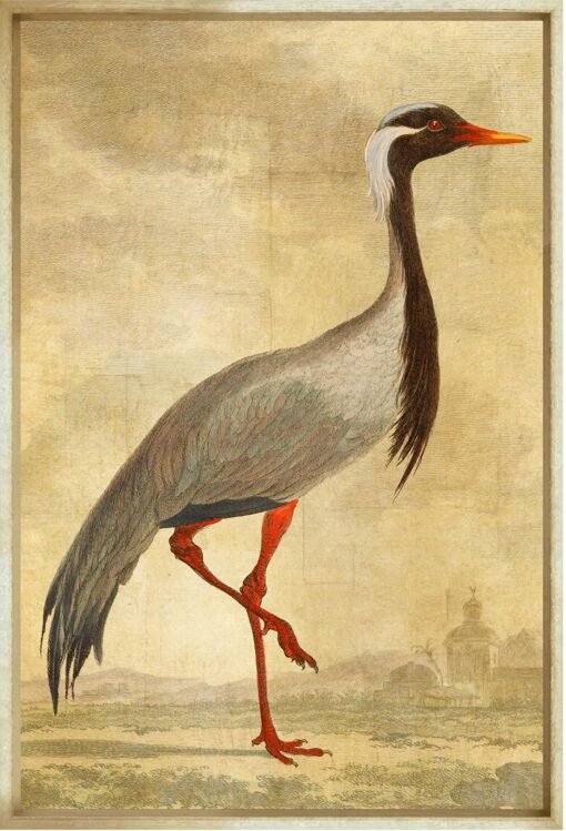 American White Pelican and L'oiseau Royal Prints - Image 4