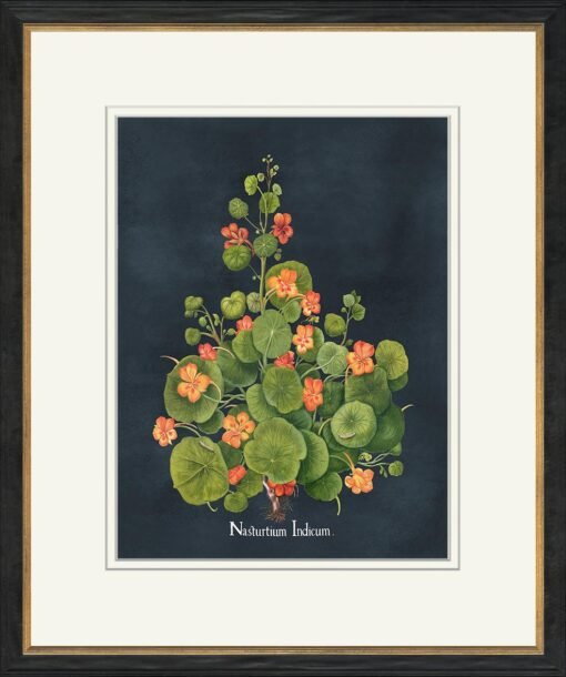 Besler Botanicals On Navy - Image 3