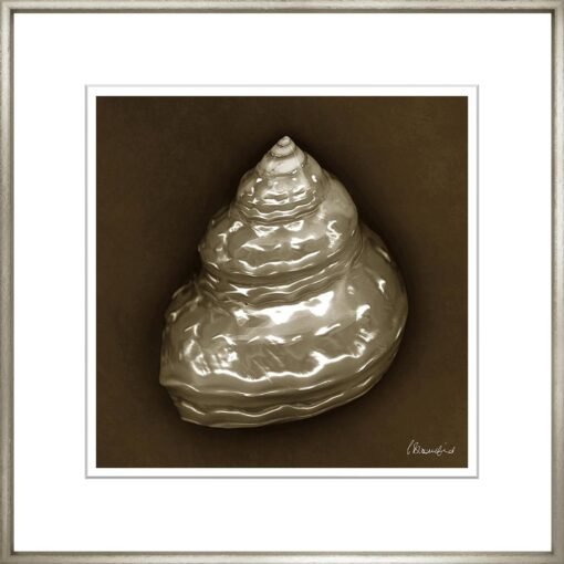 Sephia Shells - Image 8