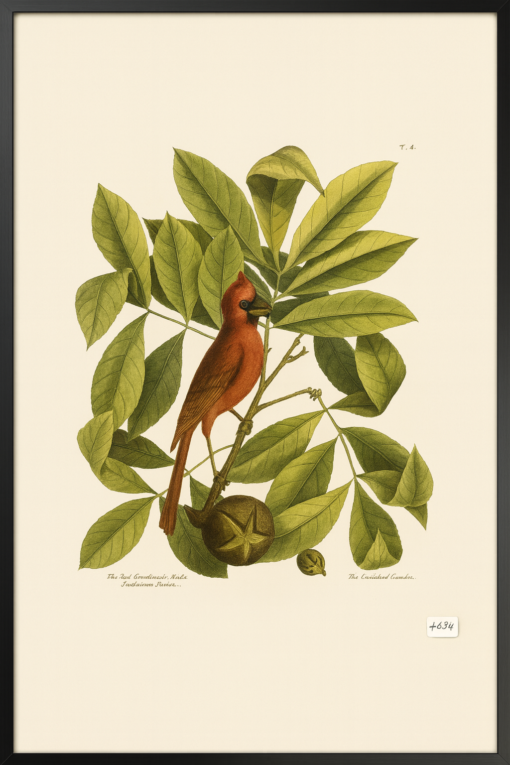 Cardinal Bird Print with Black Frame - Image 2