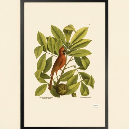 Cardinal Bird Print with Black Frame