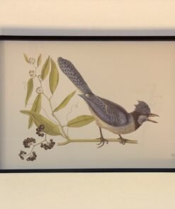 African Bird Print with Black Frame