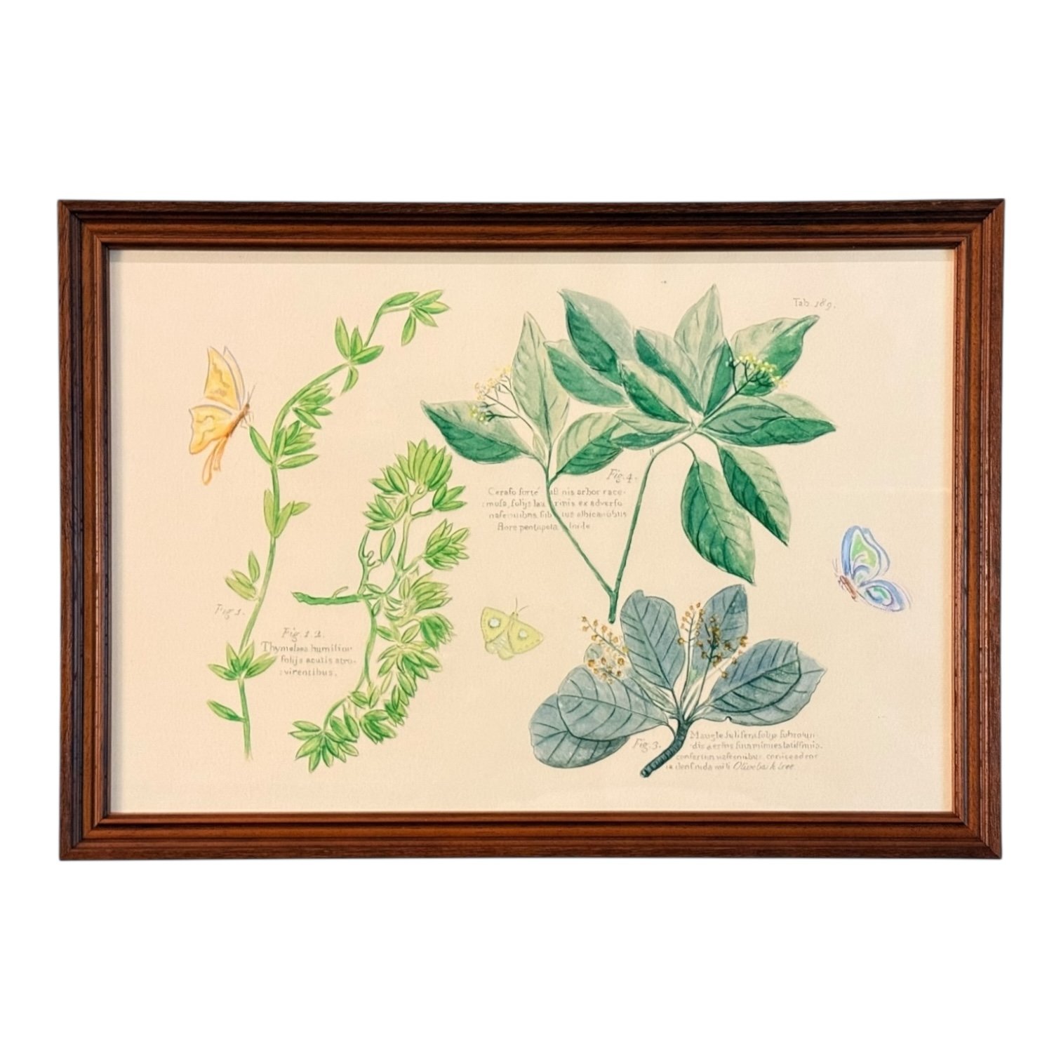 Botanical Prints by Oscar Rodrigues — 24” x 17” - Image 2