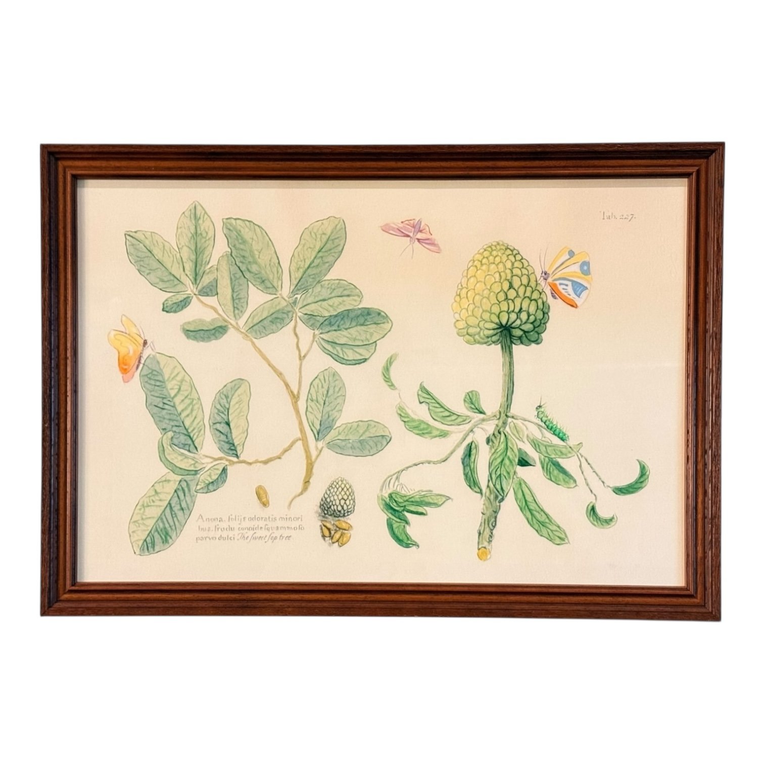 Botanical Prints by Oscar Rodrigues — 24” x 17” - Image 3