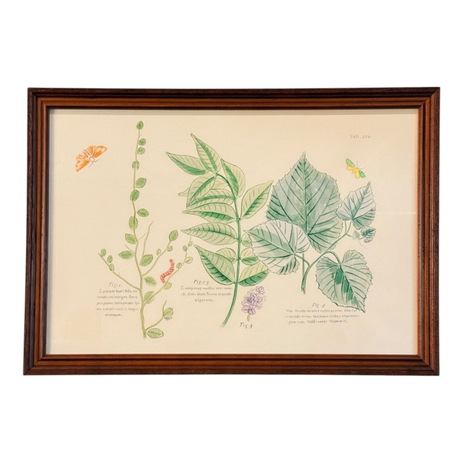 Botanical Prints by Oscar Rodrigues — 24” x 17” - Image 4