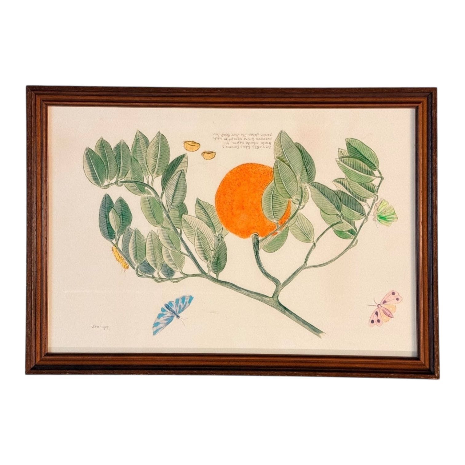 Botanical Prints by Oscar Rodrigues — 24” x 17” - Image 5