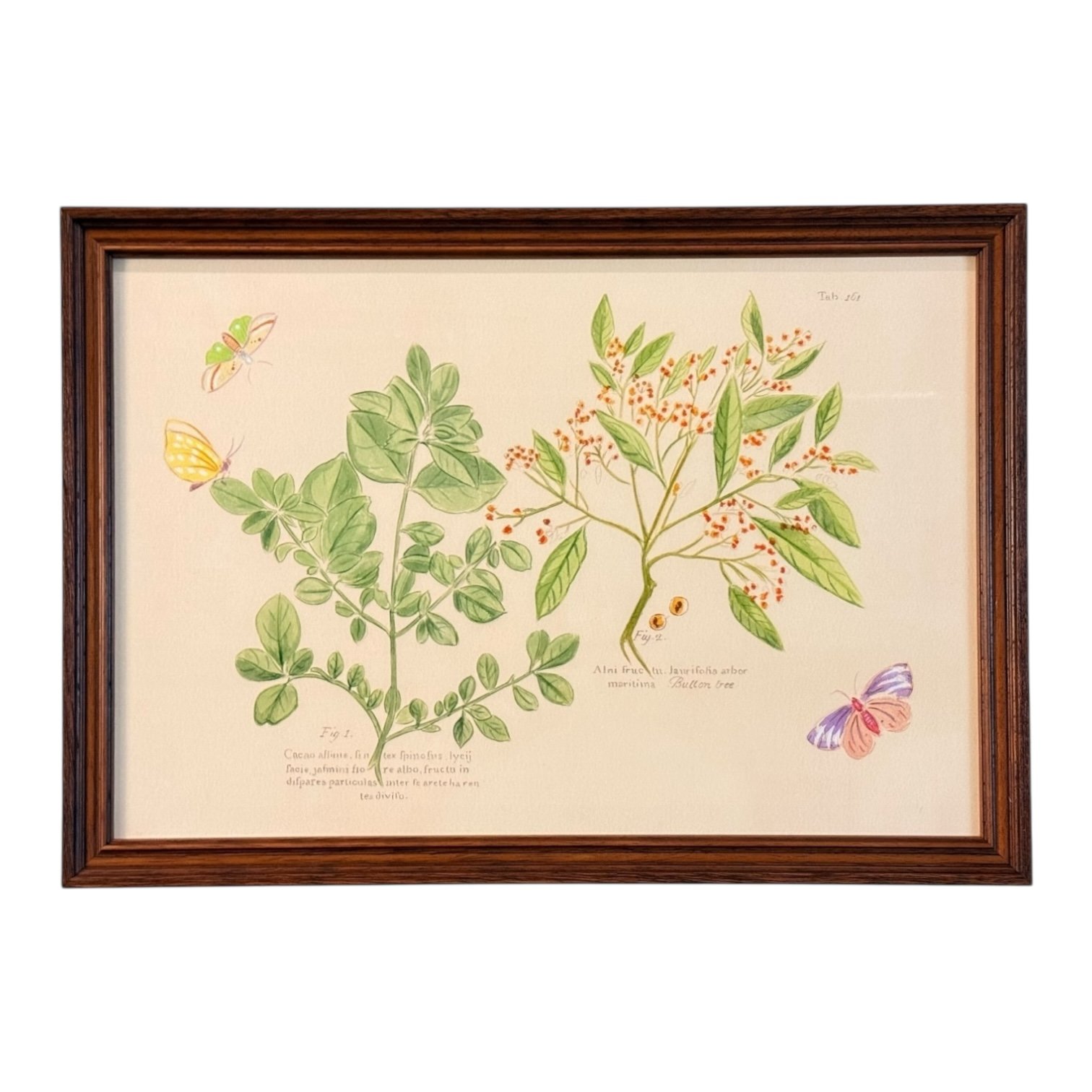 Botanical Prints by Oscar Rodrigues — 24” x 17” - Image 6