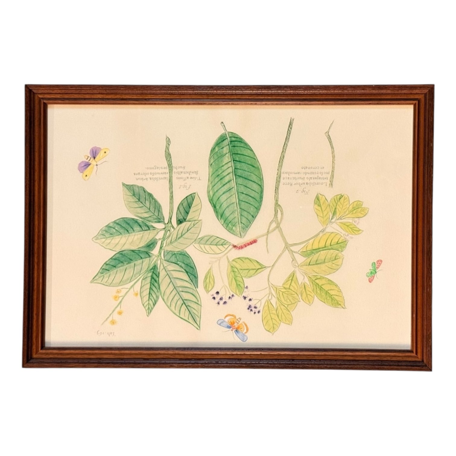 Botanical Prints by Oscar Rodrigues — 24” x 17” - Image 7