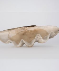 Giant Natural Tridacna Gigas Marine 35" Clam Shell