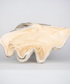 Giant Natural Tridacna Gigas Marine 31" Clam Shell