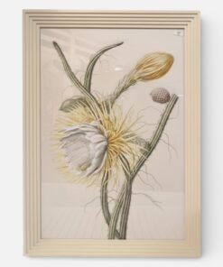 Italian Print  Painted “Cereus Gracilis Scandens Ramofus” Flowers (Queen of the Night)