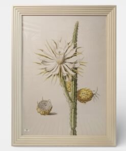 Italian Print  Painted Queen of the Night Print: Vintage Night Blooming Cereus Botanical Art