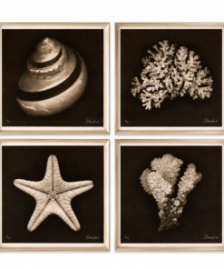 Trowbridge Sea Life Prints