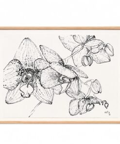 Orchid Drawing by Christian Brechneff