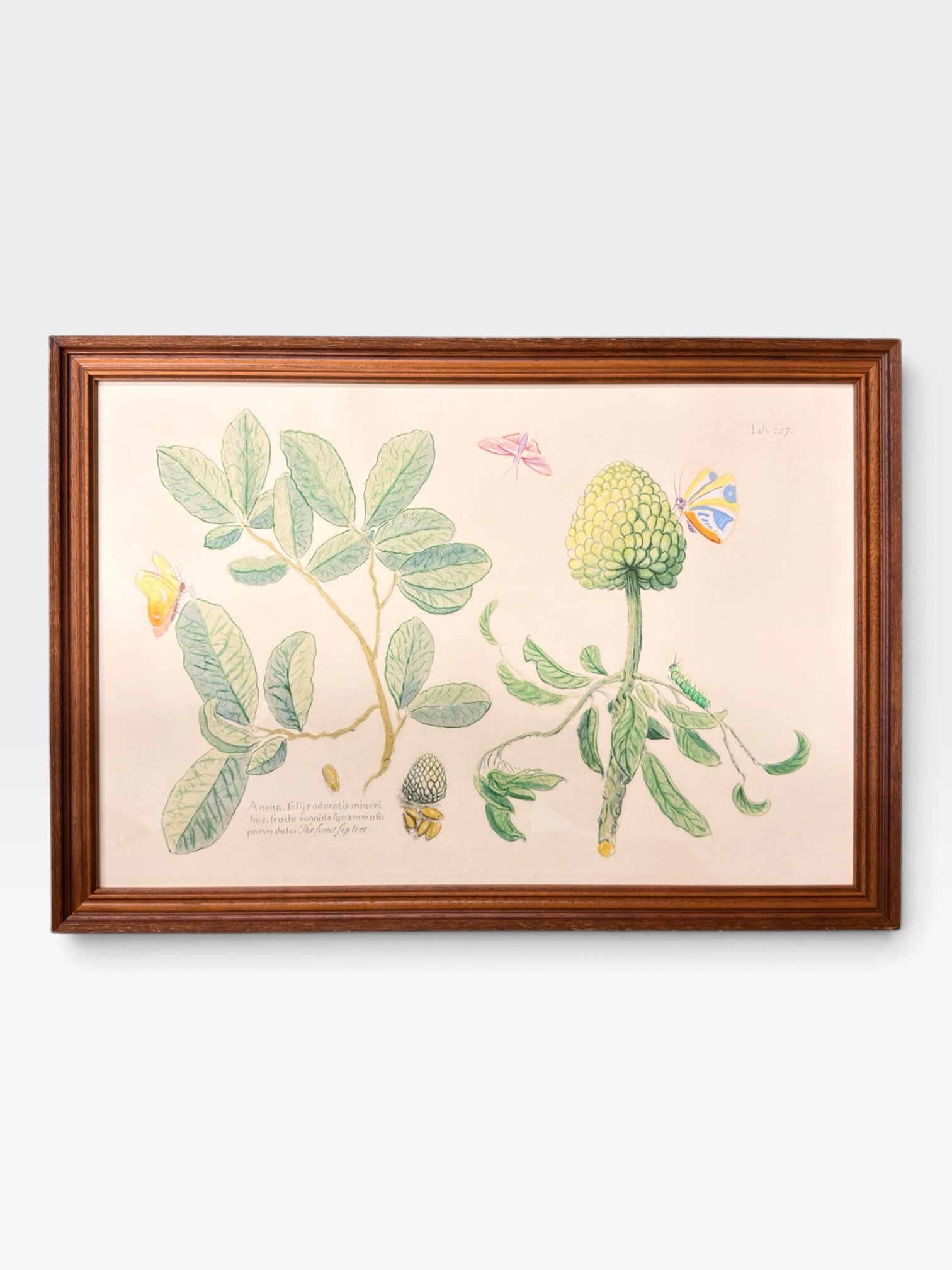 Framed Botanical Prints – 17" × 24" - Image 7