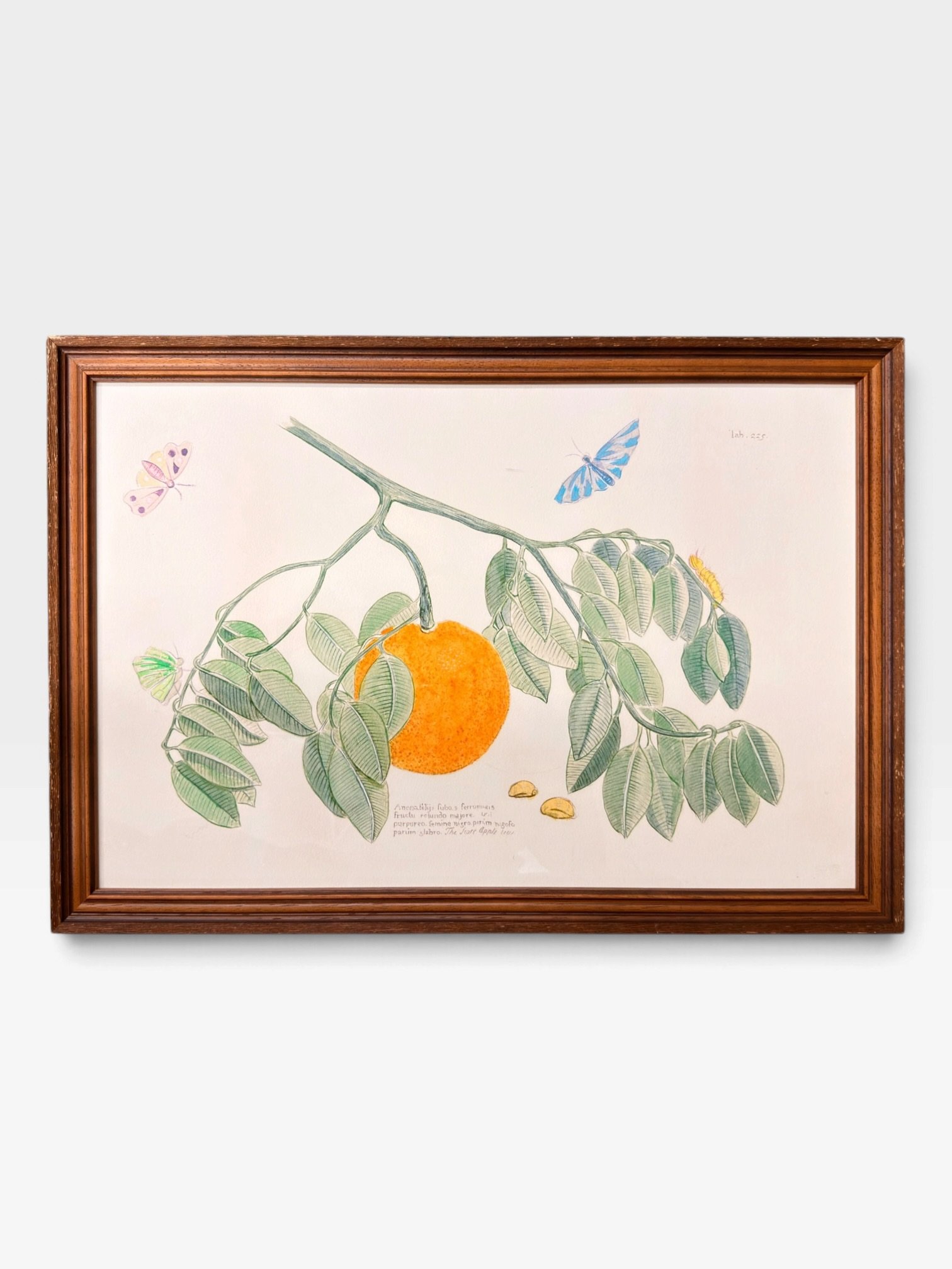 Framed Botanical Prints – 17" × 24" - Image 6