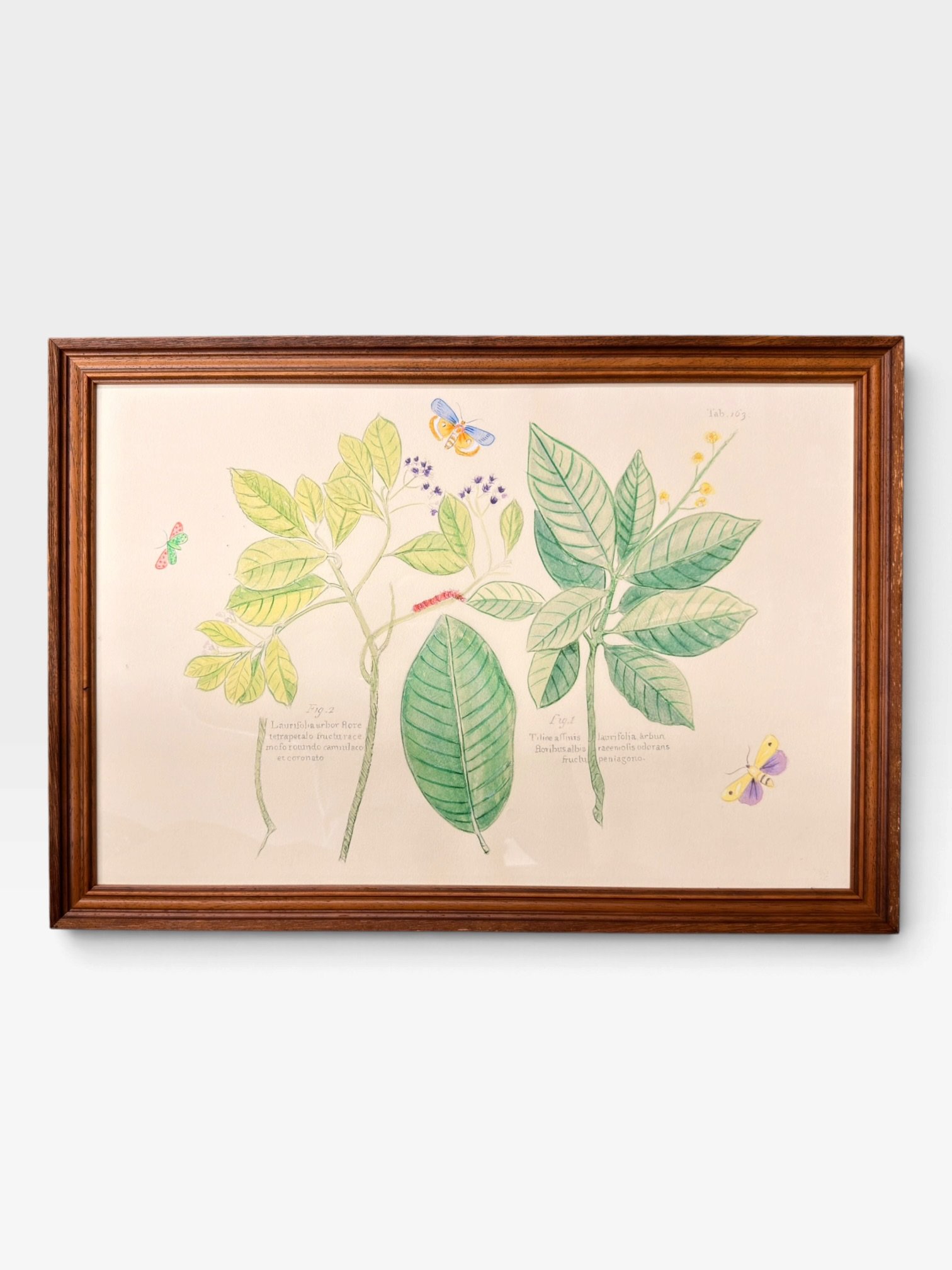 Framed Botanical Prints – 17" × 24" - Image 5