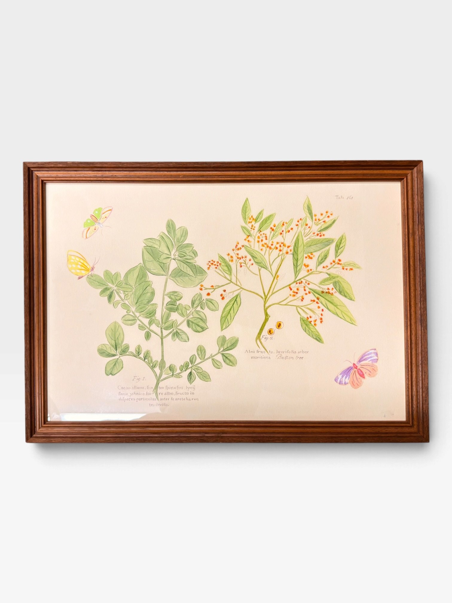 Framed Botanical Prints – 17" × 24" - Image 4