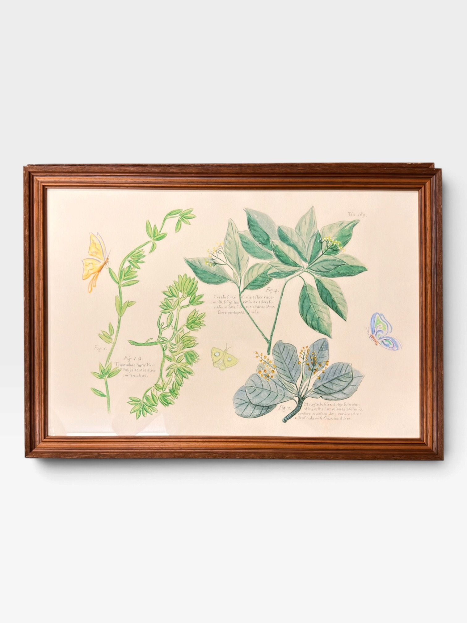 Framed Botanical Prints – 17" × 24" - Image 3