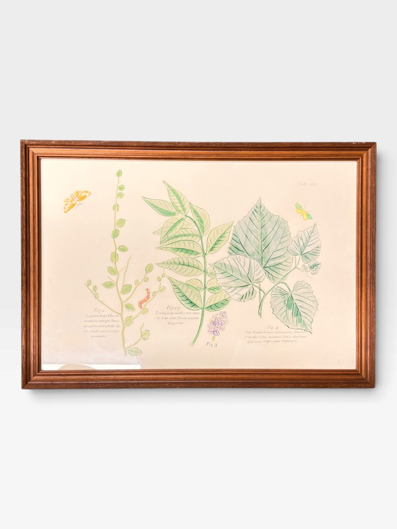 Framed Botanical Prints – 17" × 24" - Image 2