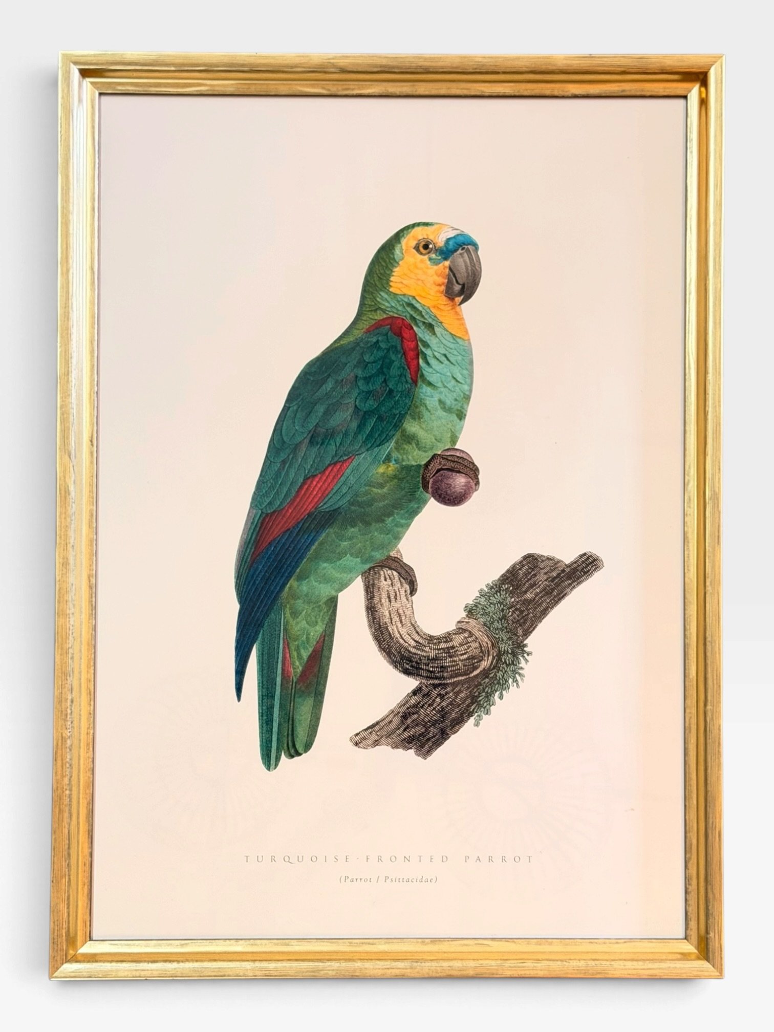Italian Framed Exotic Bird Prints – 18" × 25" - Image 3