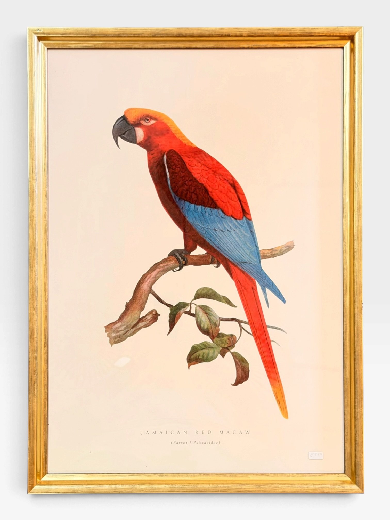 Italian Framed Exotic Bird Prints – 18" × 25" - Image 2