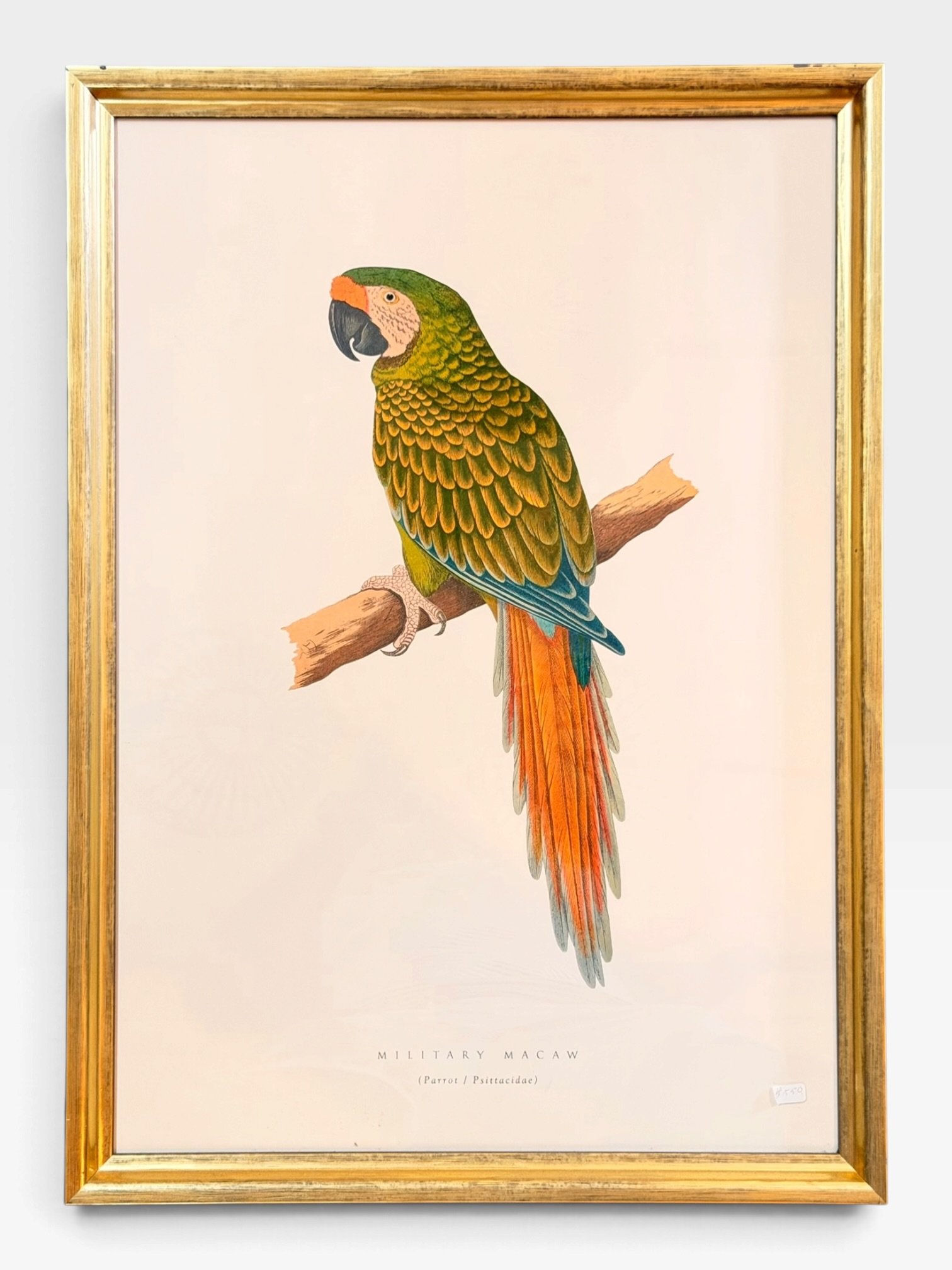 Italian Framed Exotic Bird Prints – 18" × 25" - Image 4